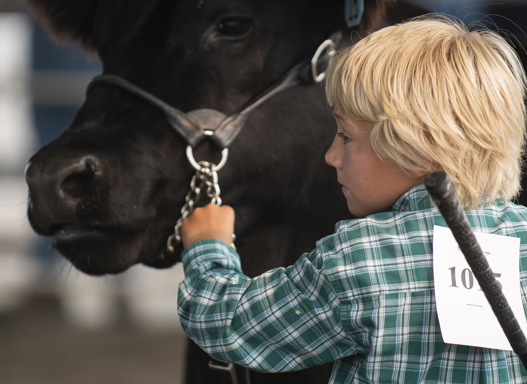 Livestock at the Cassia County Fair